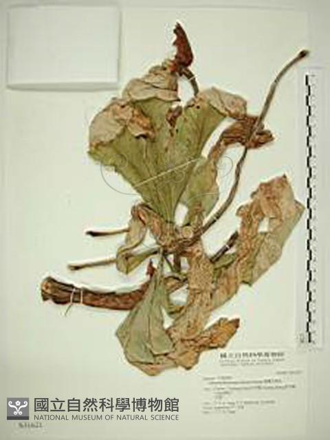 臺灣天南星藏品圖，第1張