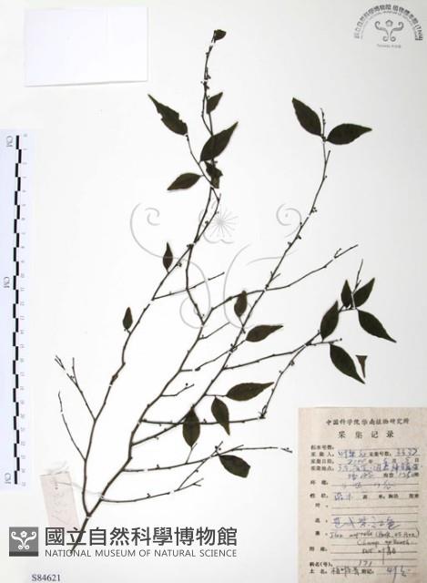 燈稱花、烏雞骨藏品圖，第1張