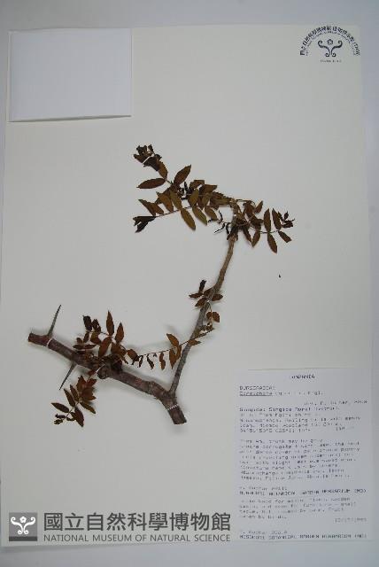 登錄號:S093621藏品圖，第1張