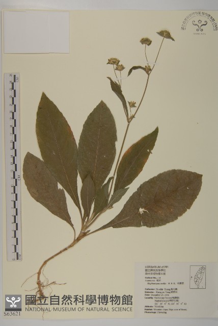 地膽草、毛蓮菜藏品圖，第1張