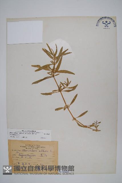 蓮子草藏品圖，第1張