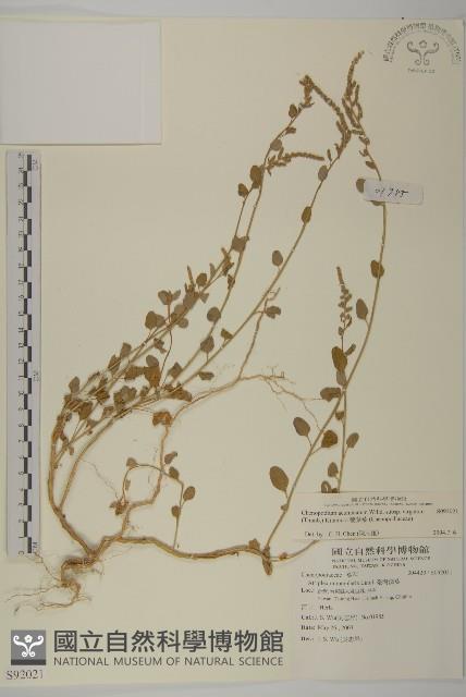 變葉藜藏品圖，第1張