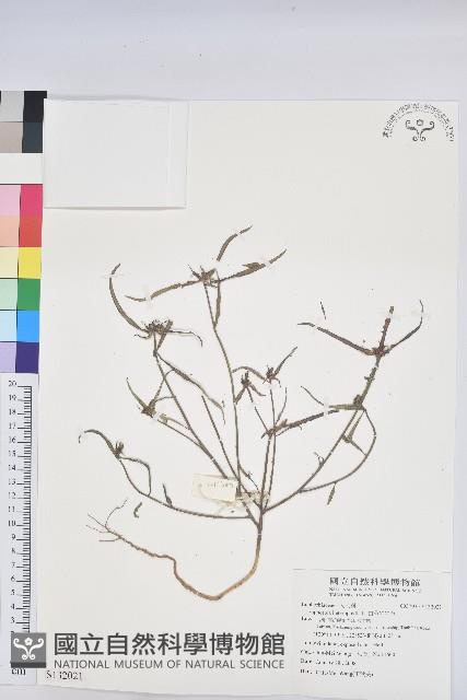 白苞猩猩草藏品圖，第1張