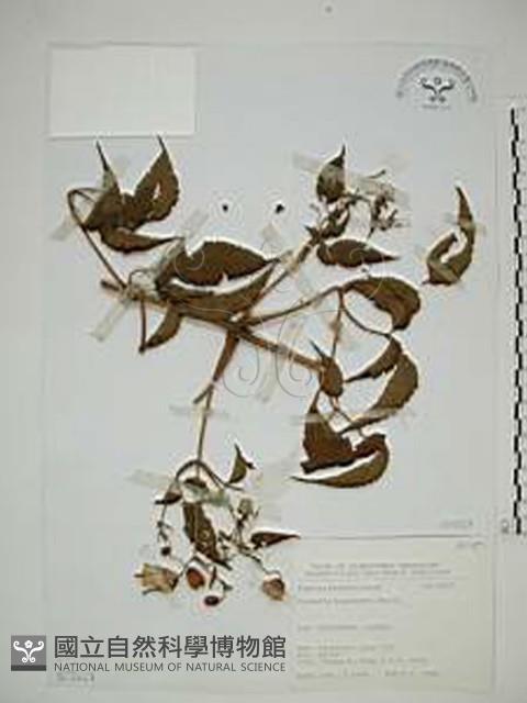 小木通藏品圖，第1張