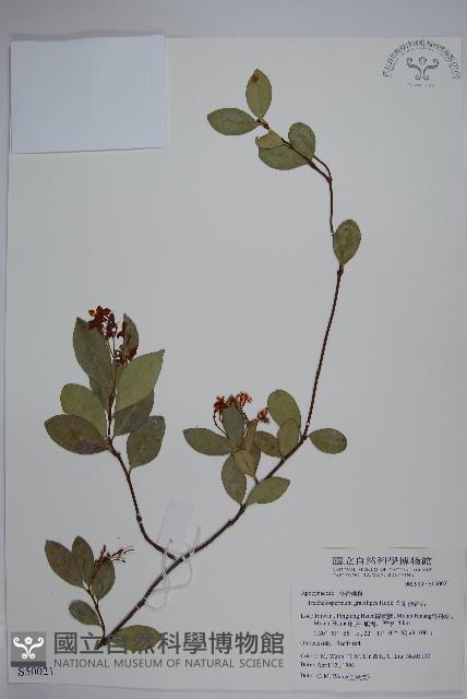 細梗絡石藏品圖，第1張