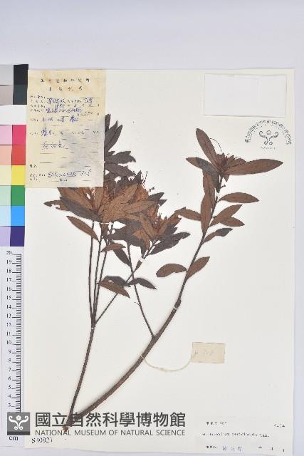 南方杜鵑花藏品圖，第1張