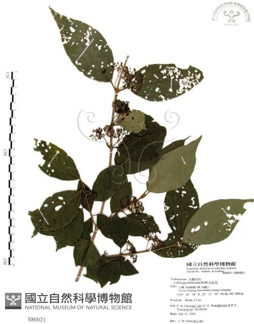 杜虹花，台灣紫珠藏品圖，第1張