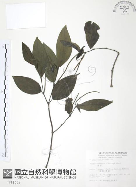 風藤藏品圖，第1張