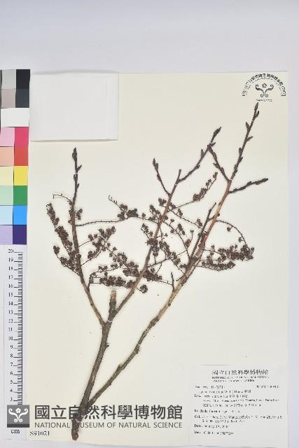 南燭藏品圖，第1張