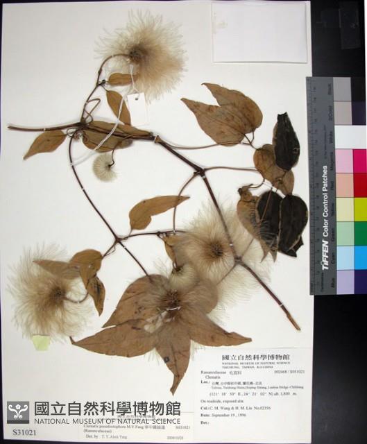 華中鐵線蓮藏品圖，第1張