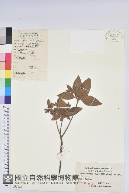 守城滿山紅、馬禮士杜鵑藏品圖，第1張