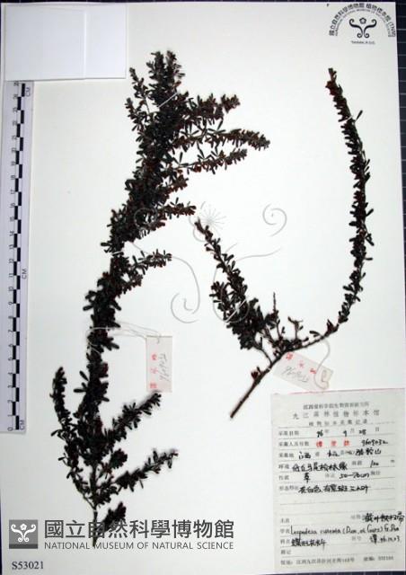 鐵掃帚、千里光藏品圖，第1張