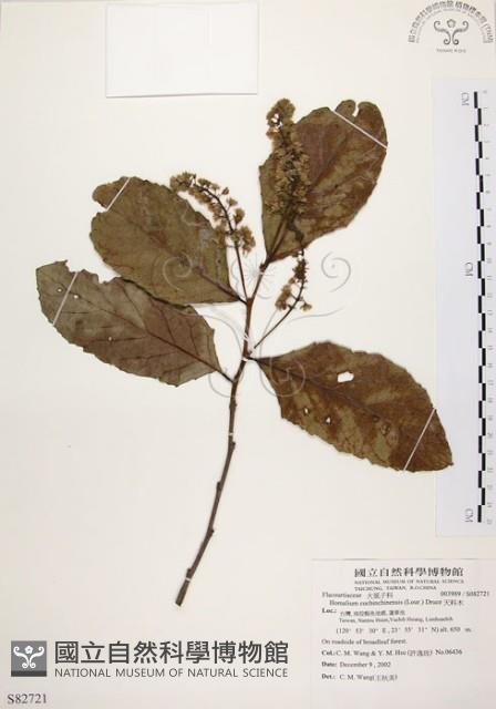 天料木藏品圖，第1張