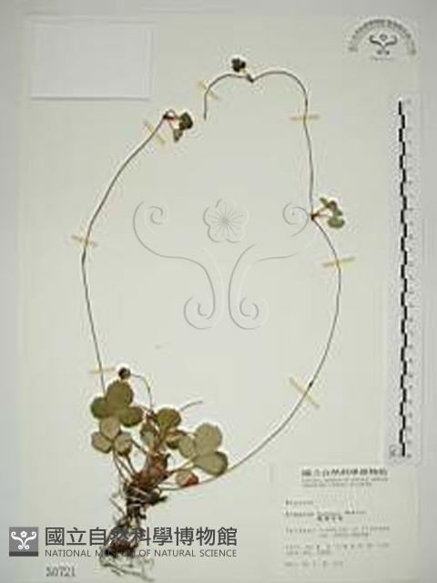 臺灣草莓藏品圖，第1張