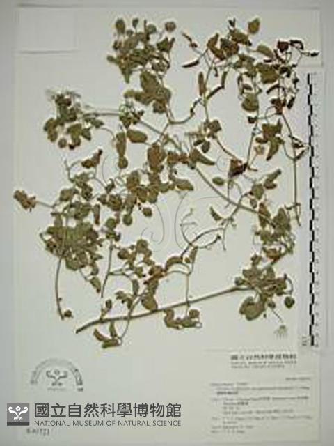 鵝鑾鼻鐵線蓮藏品圖，第1張