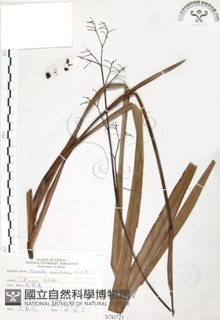 桔梗蘭藏品圖，第1張