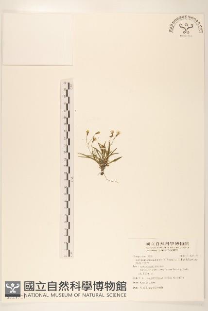 能高刀傷草藏品圖，第1張