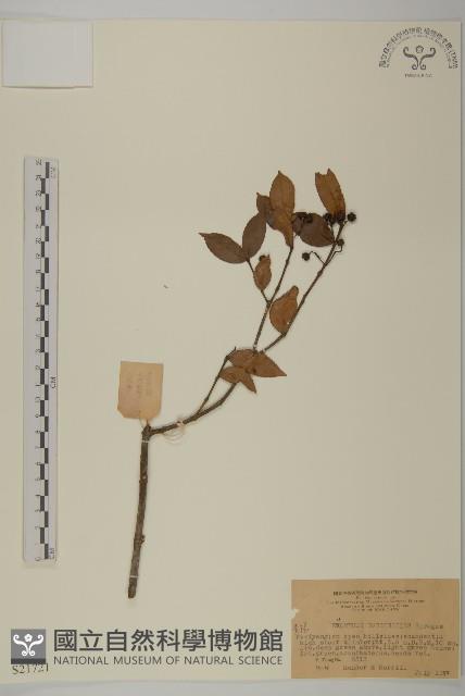 無柄衛矛藏品圖，第1張