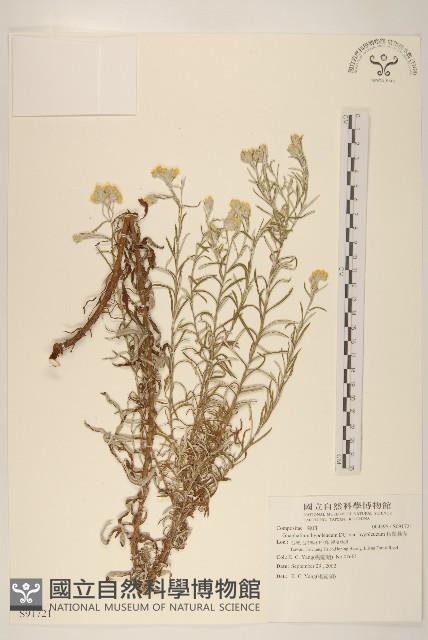 秋鼠麴草藏品圖，第1張