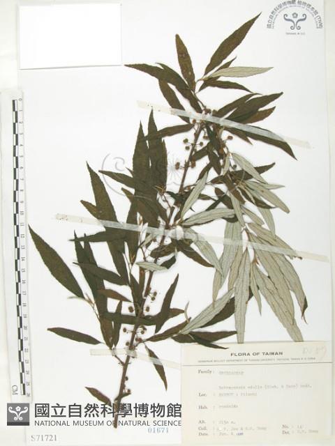 水麻藏品圖，第1張