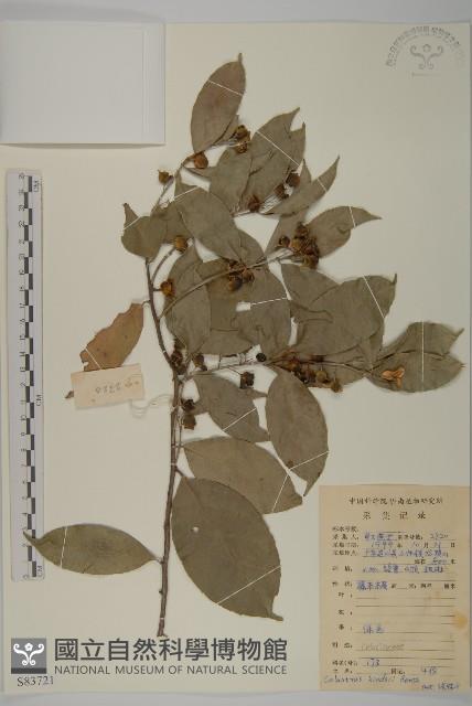 南華南蛇藤，青江藤藏品圖，第1張