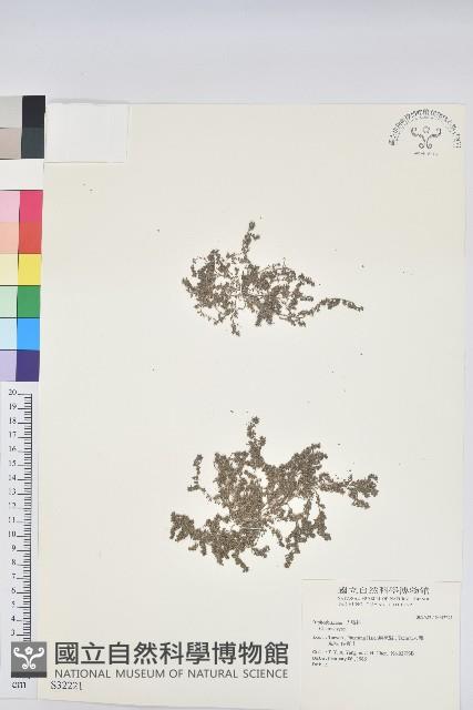 登錄號:S032221藏品圖，第1張