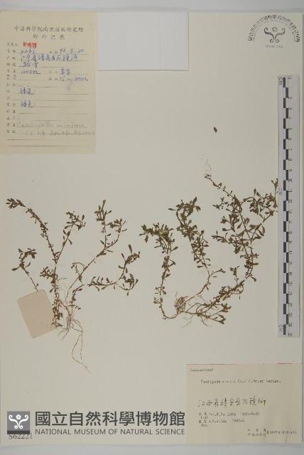石胡荽、吐金草藏品圖，第1張