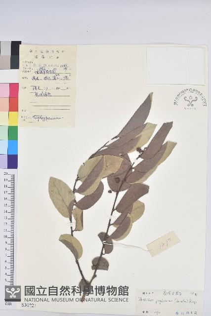 錫蘭饅頭果，香港饅頭果，大葉饅頭果，香港算盤子藏品圖，第1張