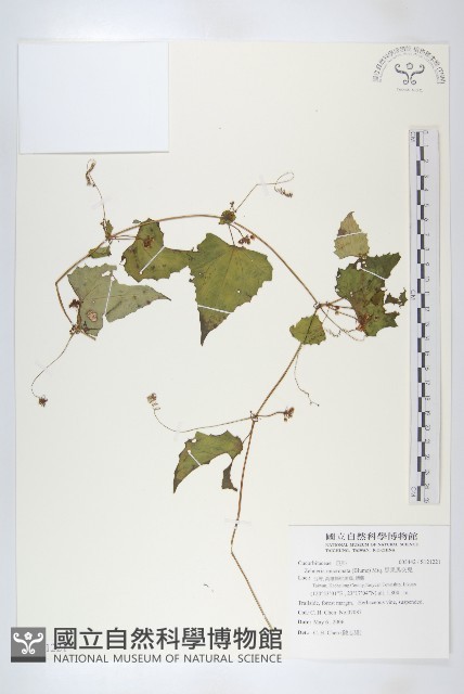 黑果馬交兒藏品圖，第1張