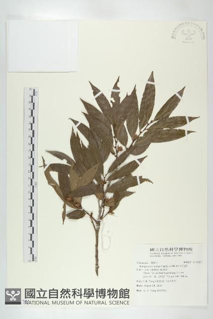 軟毛柿藏品圖，第1張