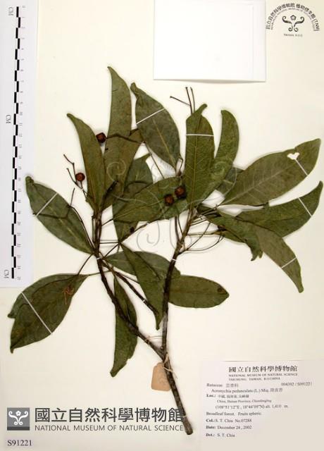 降真香藏品圖，第1張