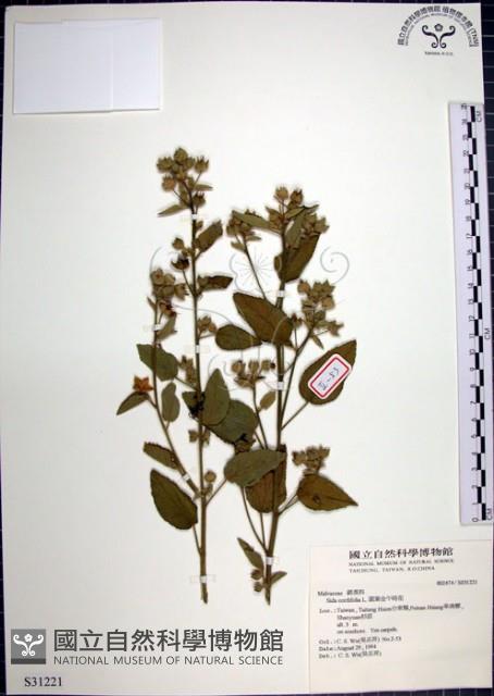 圓葉金午時花藏品圖，第1張