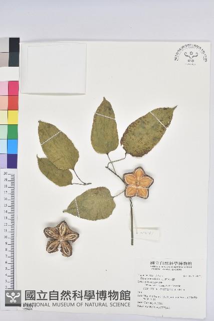 南美油藤藏品圖，第1張