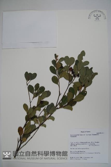 倒卵葉冬青、金平氏冬青藏品圖，第1張