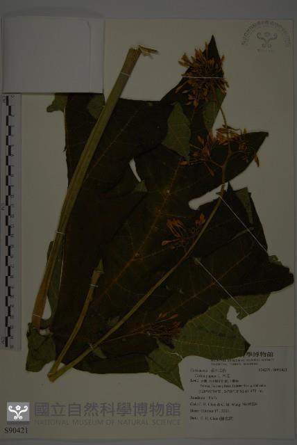 番木瓜藏品圖，第1張