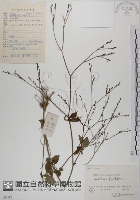 鴨兒芹藏品圖，第1張