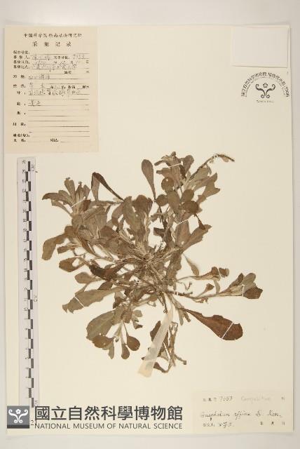 鼠麴草藏品圖，第1張