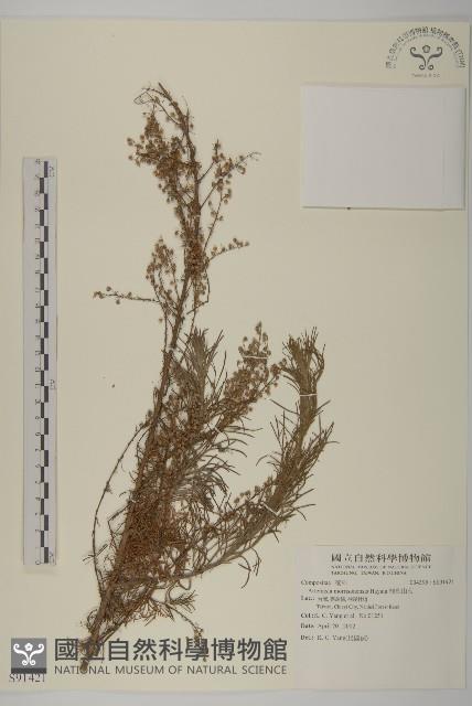 細葉山艾藏品圖，第1張