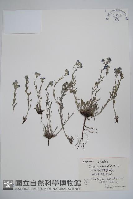 齒緣草藏品圖，第1張