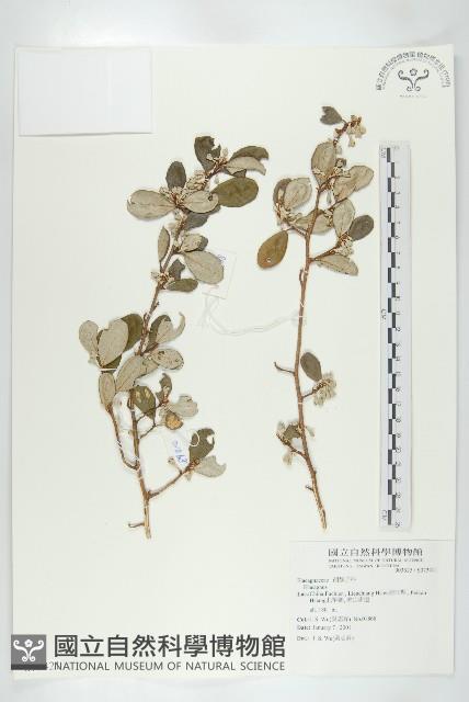 登錄號:S073421藏品圖，第1張