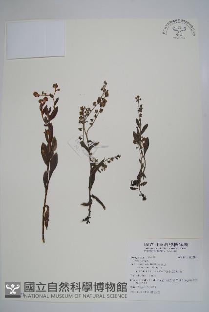 登錄號:S122121藏品圖，第1張