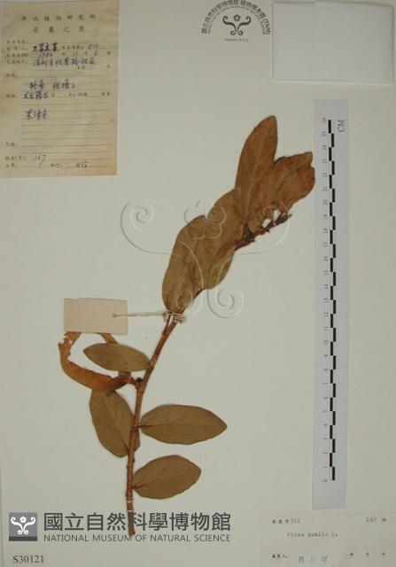 薜荔藏品圖，第1張