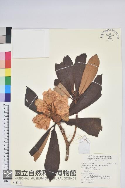 寬鐘杜鵑藏品圖，第1張