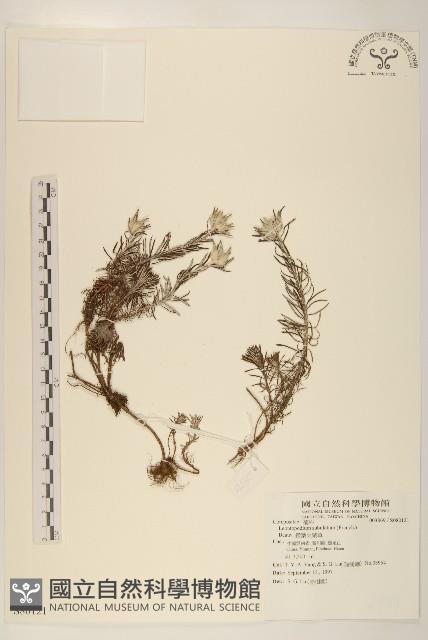 鑽葉火絨草藏品圖，第1張