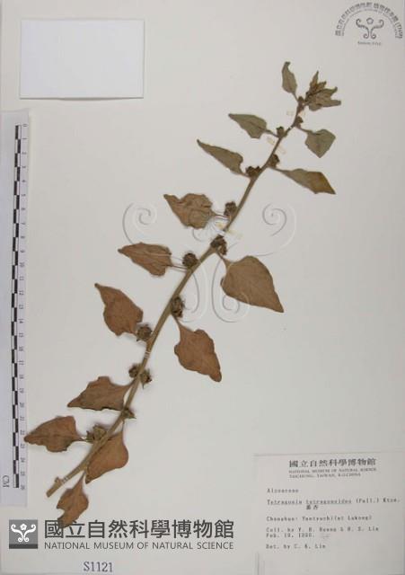 番杏藏品圖，第1張