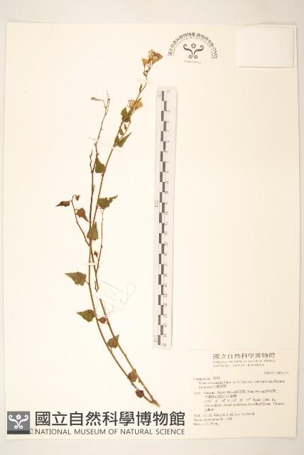 小蔓黃菀藏品圖，第1張