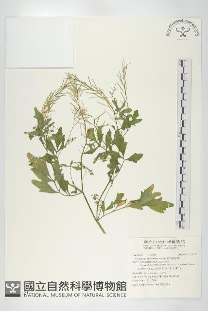 腎葉碎米薺藏品圖，第1張