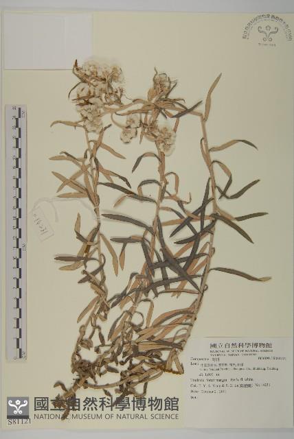 登錄號:S081121藏品圖，第1張