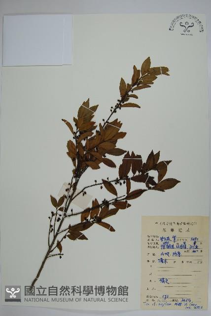 稜枝冬青藏品圖，第1張