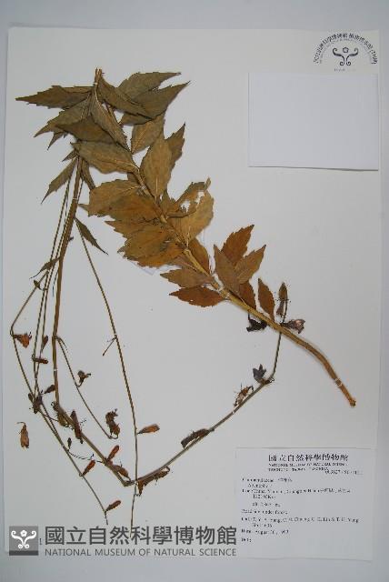 登錄號:S074121藏品圖，第1張